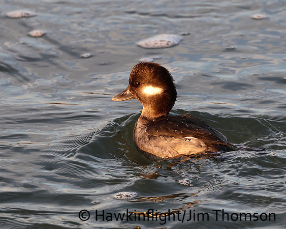 Bufflehead