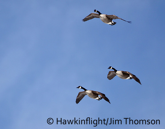 Canada Geese