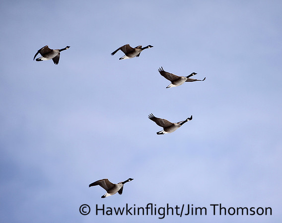 Canada Geese