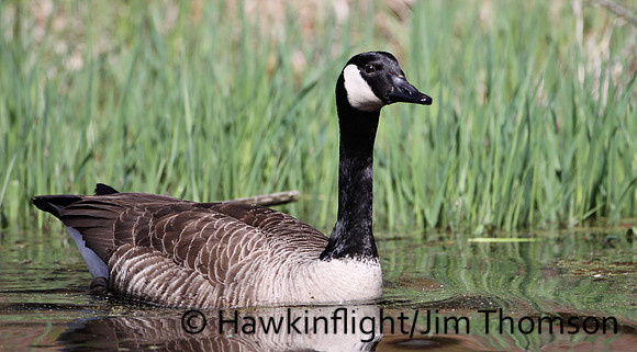Canada Geese