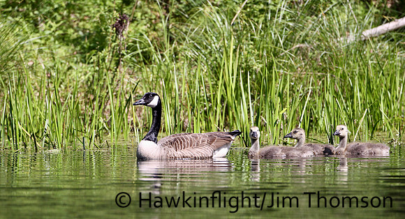 Canada Geese