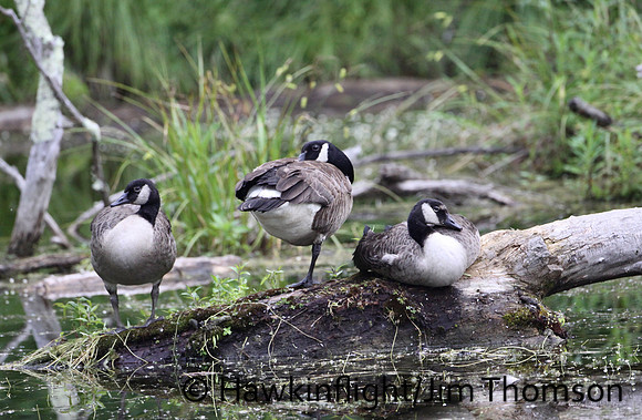 Canada Geese