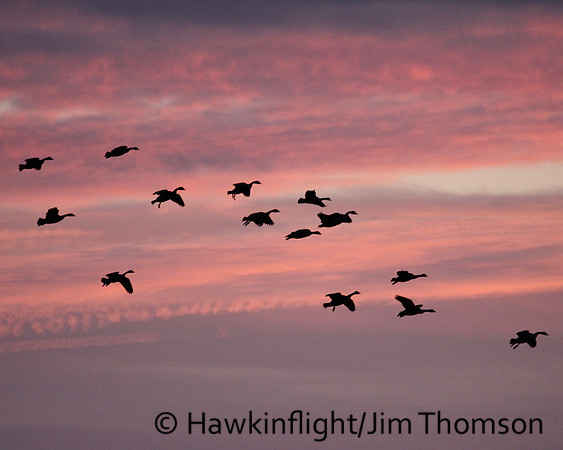 Canada Geese