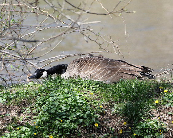 Canada Geese