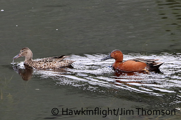 Cinnamon Teal
