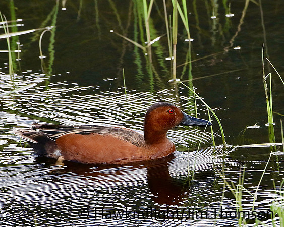 Cinnamon Teal