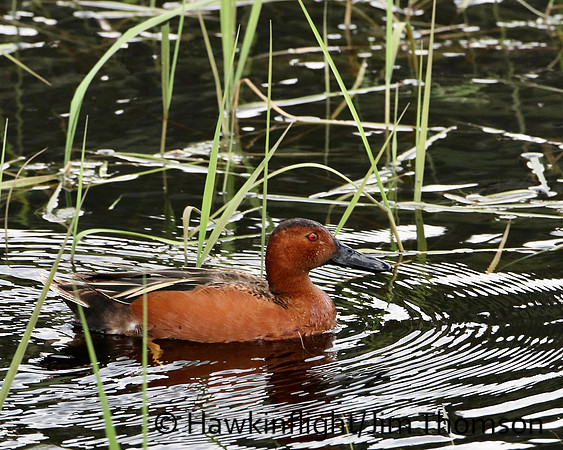 Cinnamon Teal