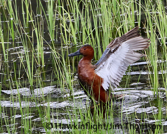 Cinnamon Teal