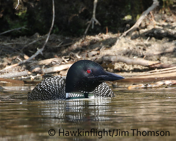 Common Loon