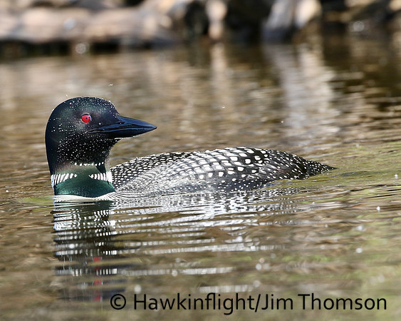 Common Loon