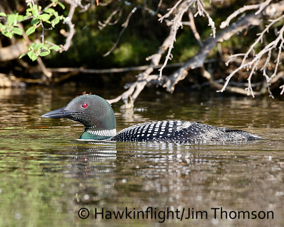 Common Loon