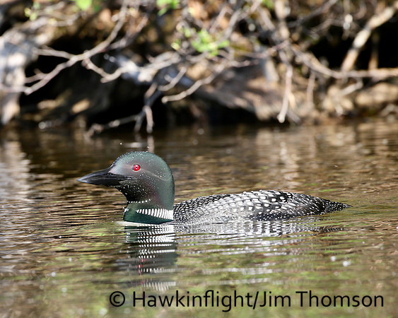 Common Loon