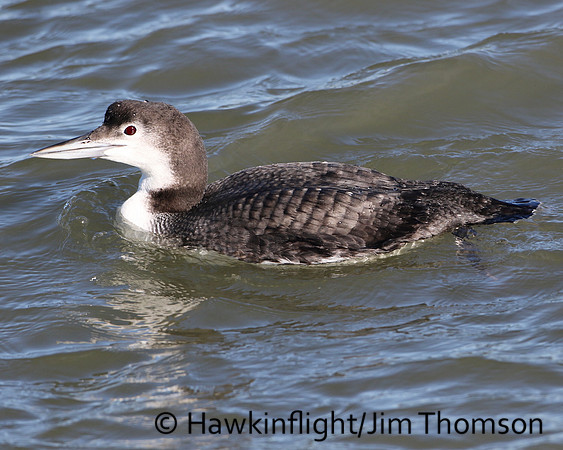 Common Loon