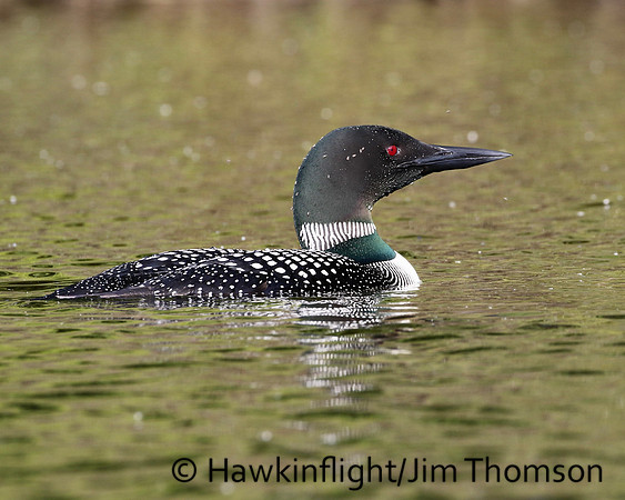Common Loon