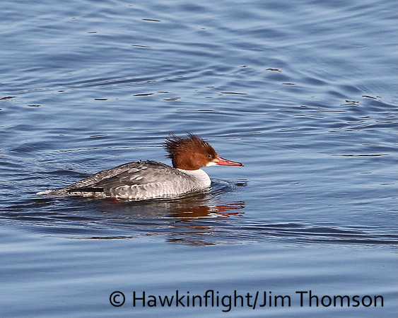Common Merganser