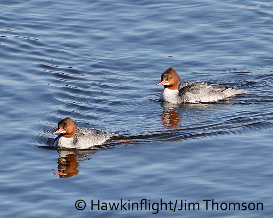Common Merganser
