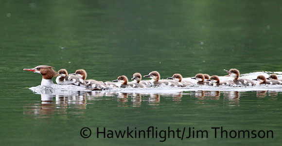Common Merganser