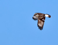 Rough-legged Hawk