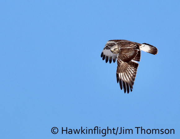 Rough-legged Hawk