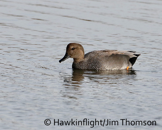 Gadwall