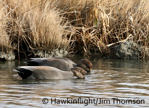 Gadwall