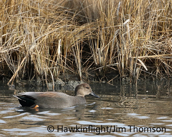 Gadwall