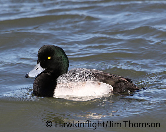 Greater Scaup