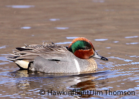 Green-winged Teal