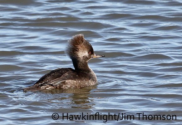 Hooded Merganser