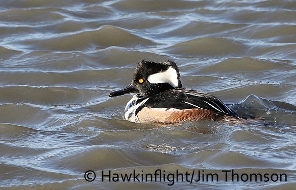 Hooded Merganser