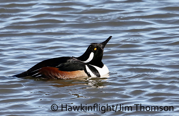 Hooded Merganser