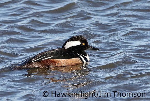 Hooded Merganser