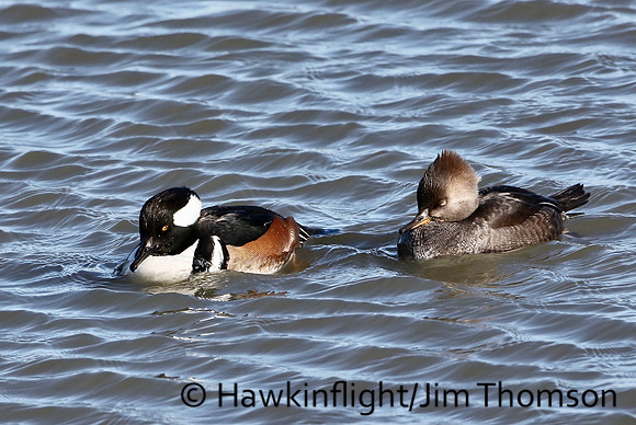 Hooded Merganser