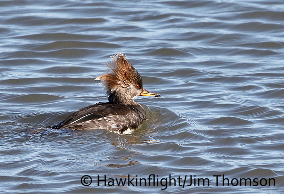 Hooded Merganser