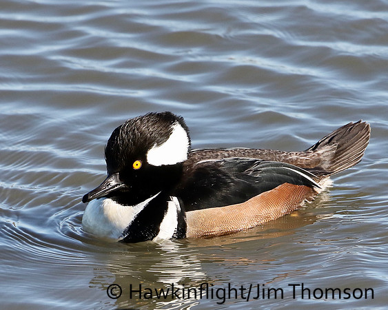 Hooded Merganser
