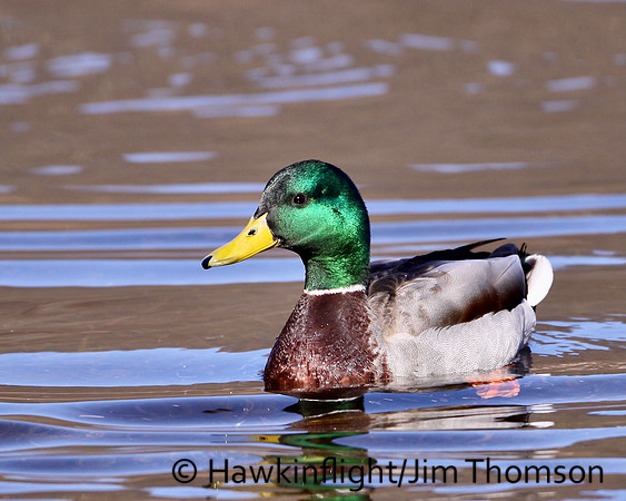 Mallard