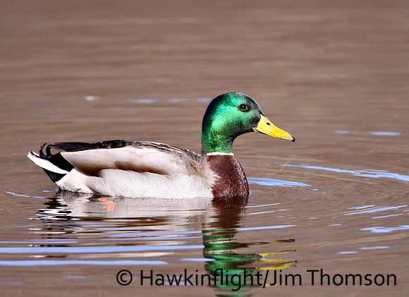 Mallard