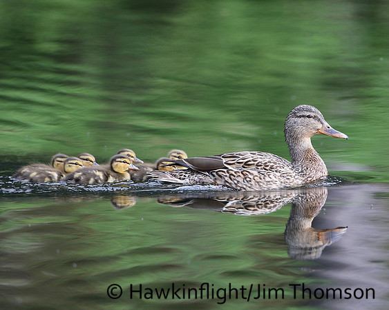 Mallard