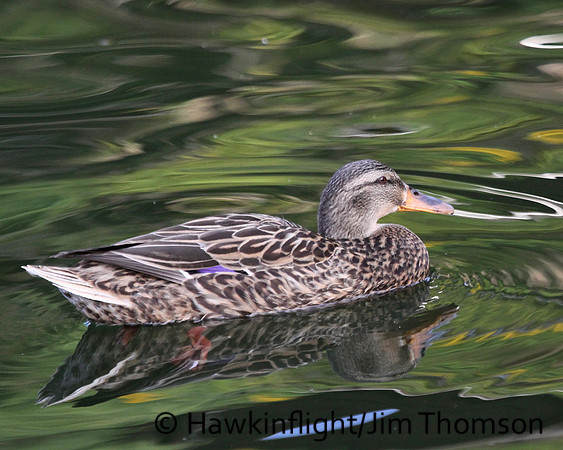 Mallard