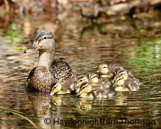 Mallard