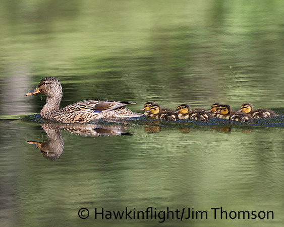 Mallard