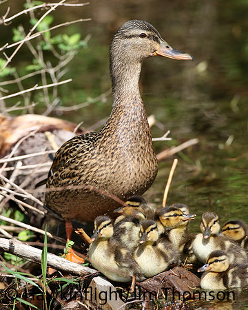 Mallard