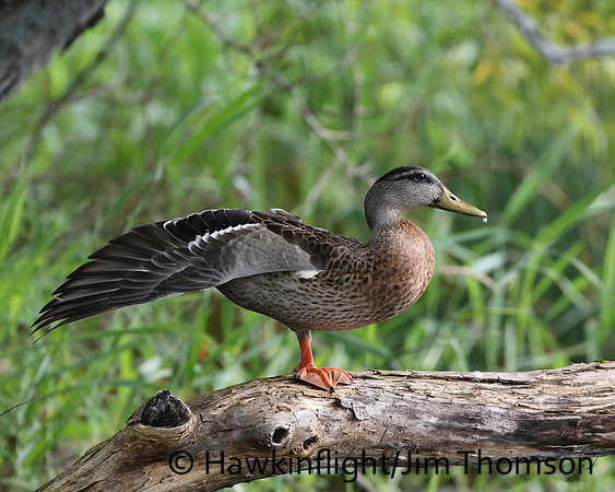 Mallard