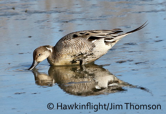 Northern Pintail