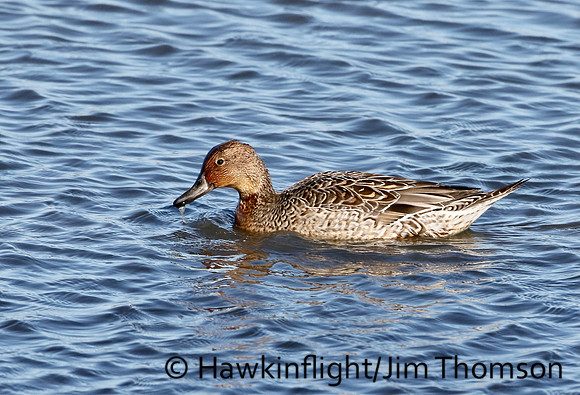 Northern Pintail