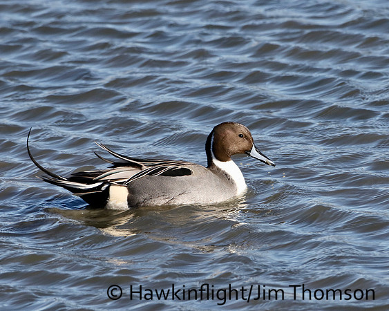 Northern Pintail