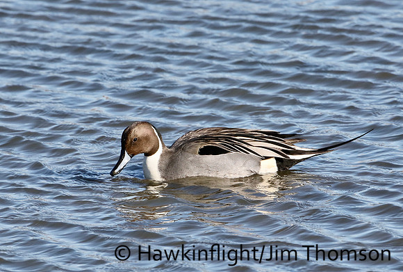 Northern Pintail