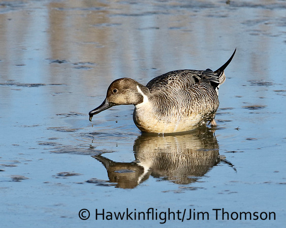 Northern Pintail
