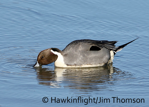 Northern Pintail