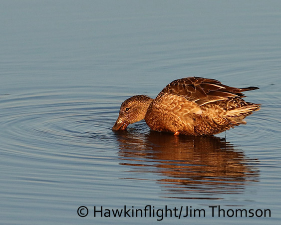 Northern Shoveler